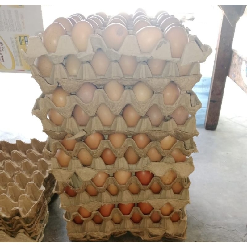 

telur