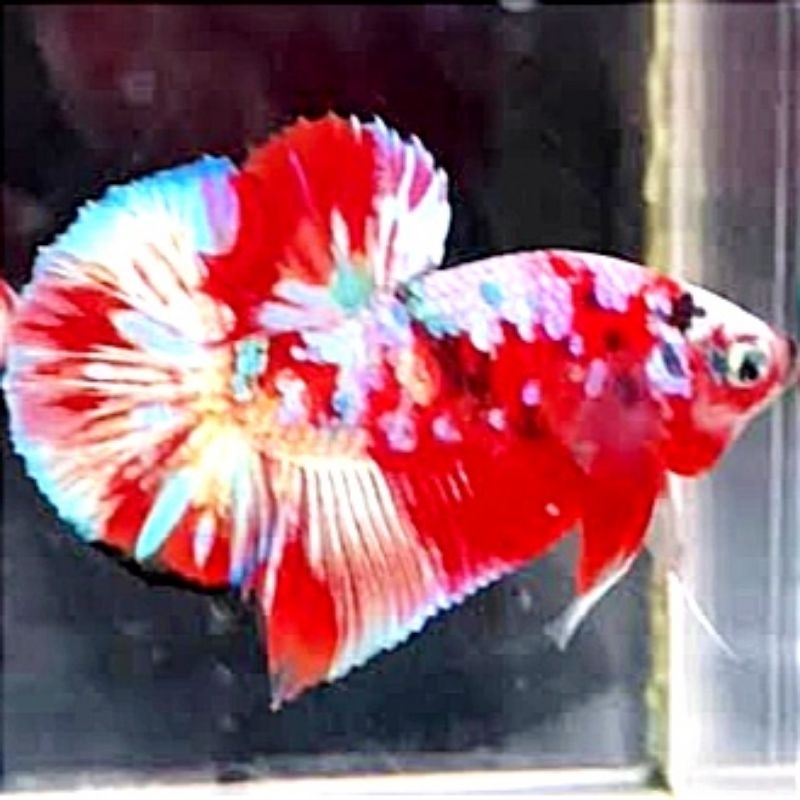 Plakat Red Barongsai Pajangan Kamar