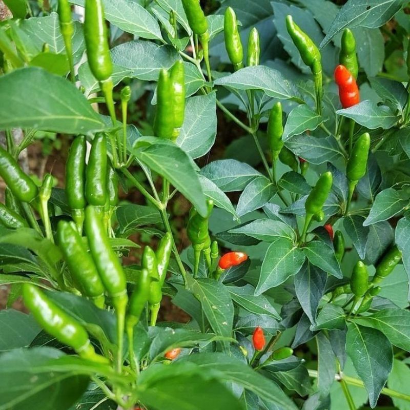 30 Biji Benih Cabe Rawit Hijau Tegak Bibit Cabai Dataran Rendah Unggul