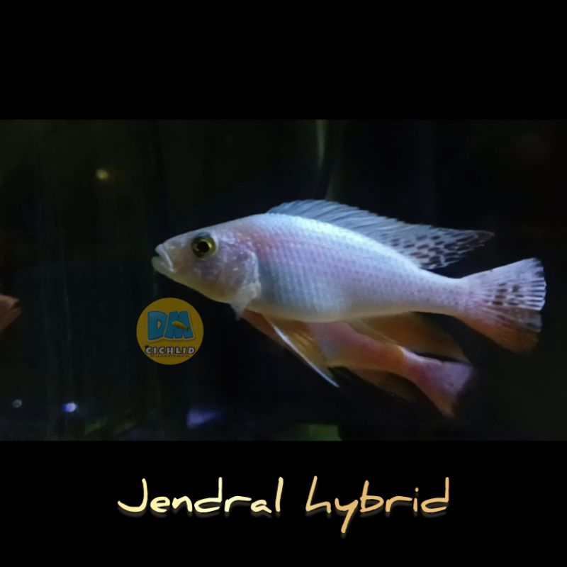 jendral x db cichlid haps hybrid