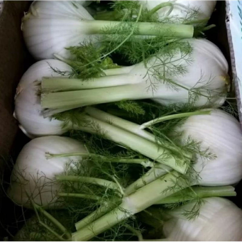 

Fennel - Adas Australia
