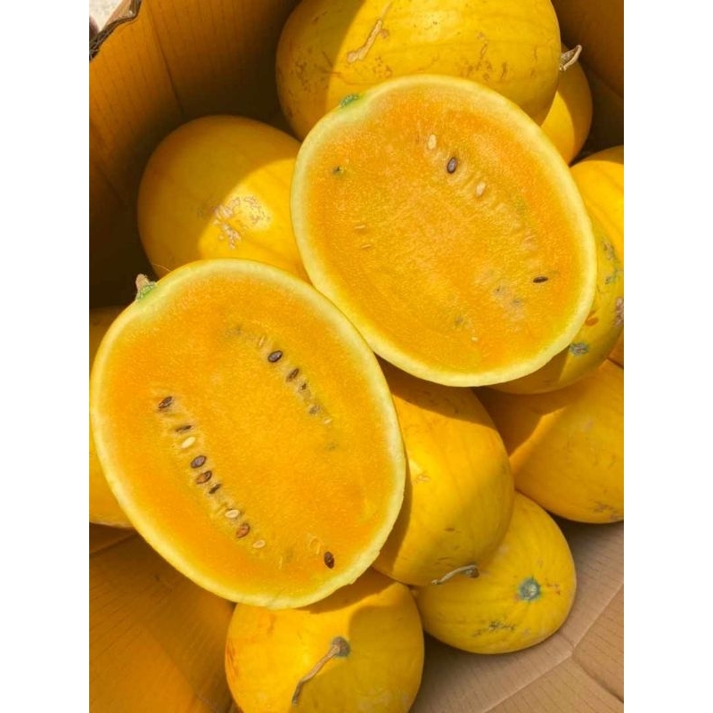 

Semangka golden