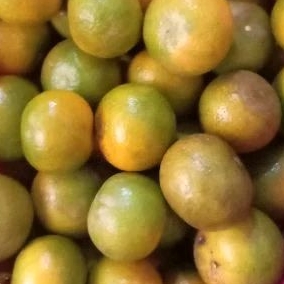 

Jeruk RGL / Jeruk manis seger renyah Malang