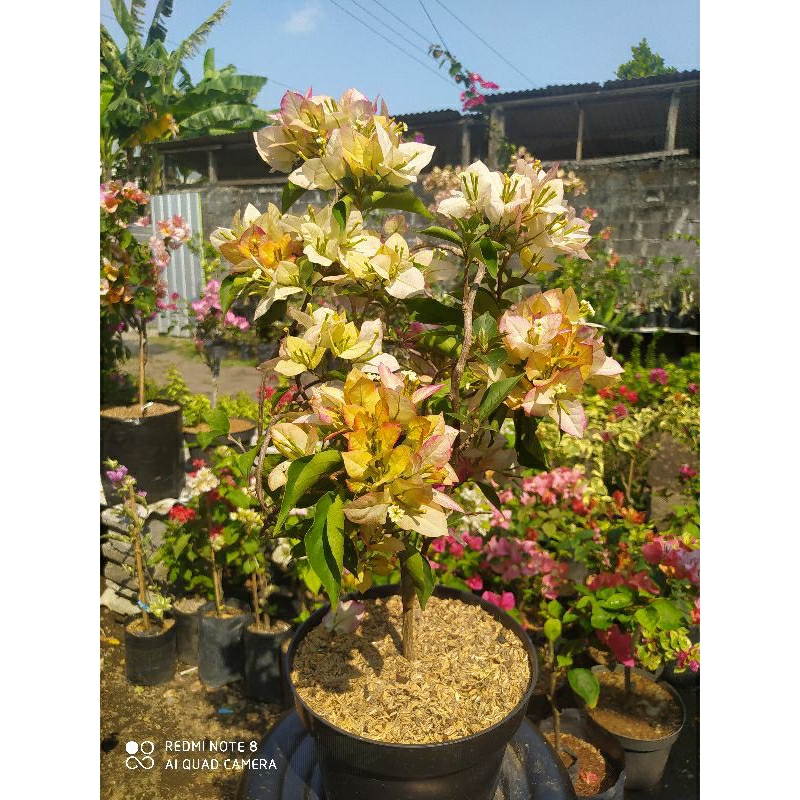 Bougenville Sufia indiana