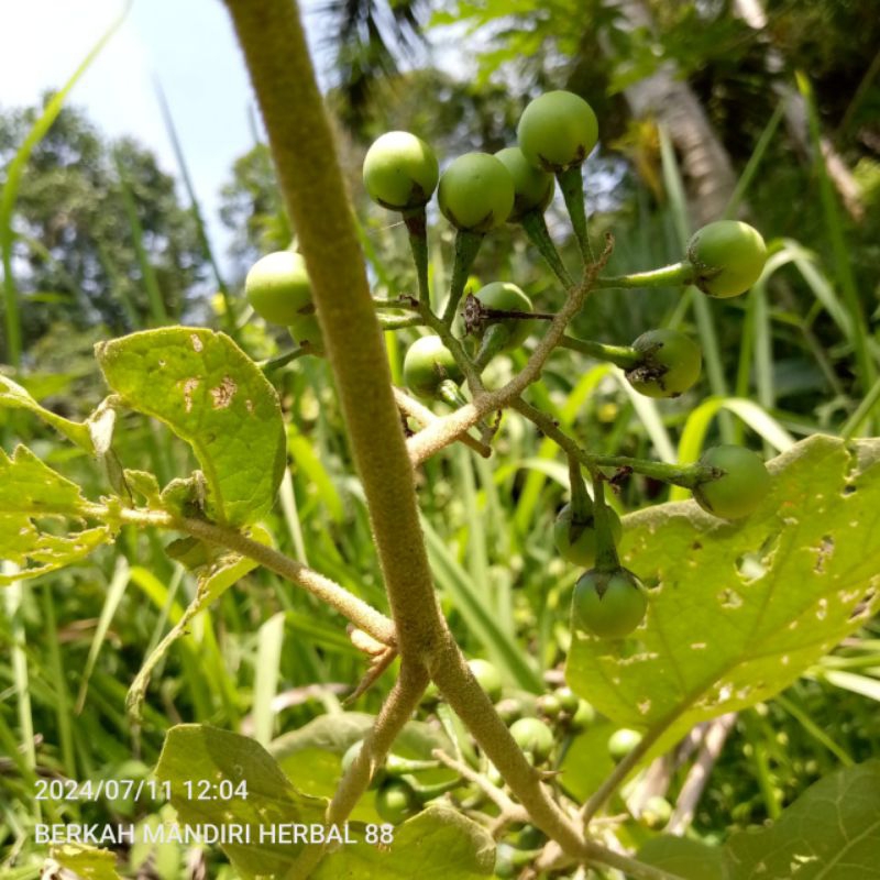 

Buah takokak segar 100gr