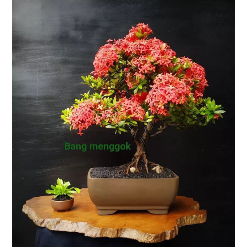 tanaman bonsai Asoka micro jadi siap pajang mame - small
