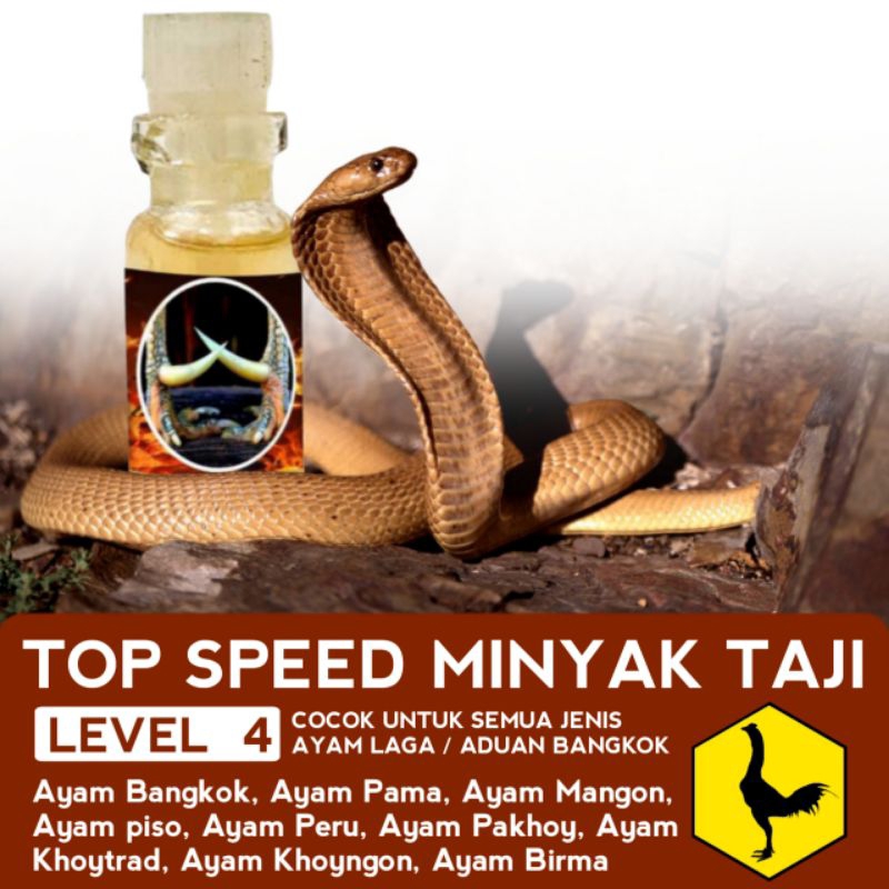 Jalu ayam aduan racun Taji sabung piso