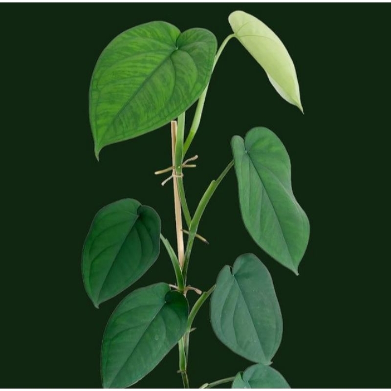 syngonium chiapense - tanaman - syngonium