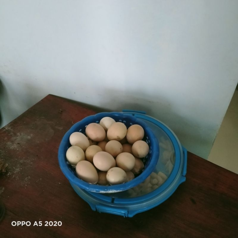 

telor ayam cemani fertil