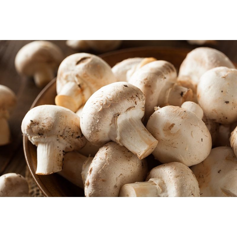 

jamur kancing 80 gram