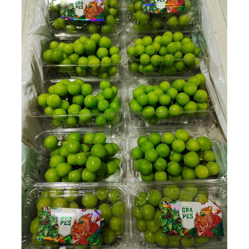 

Anggur Shine Muscat