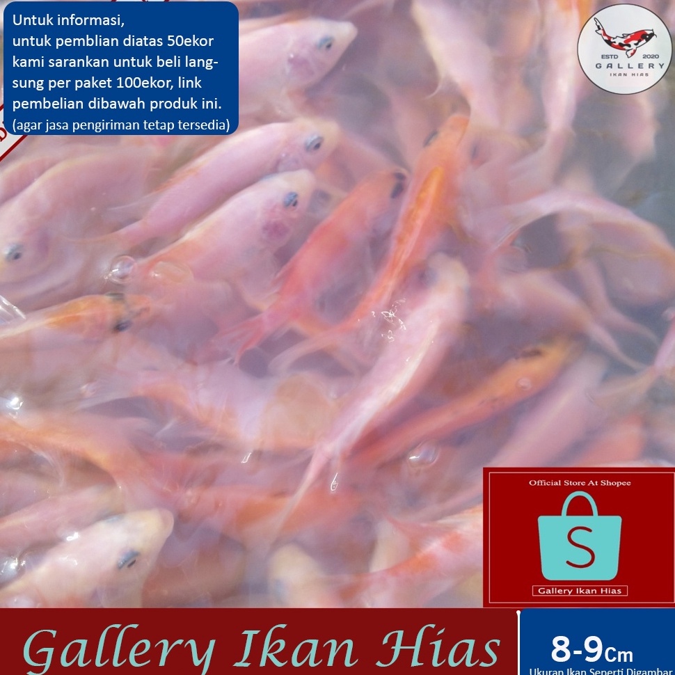 KODE Y58J Paket 5ekor  Bibit Nila Merah Bangkok 89Cm 2Jari  Bibit Nila Merah Terdekat Bogor  Ikan Ni