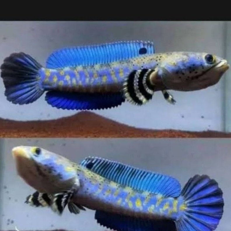 KODE H76W Blue PULCRA grade A single tank