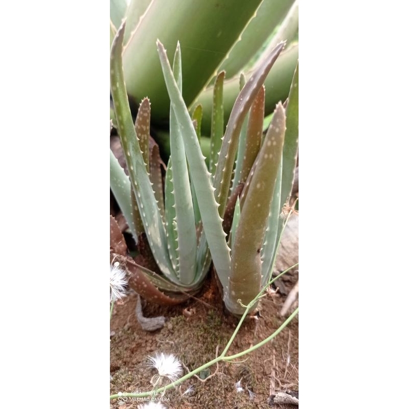 bibit lidah buaya barbadensis