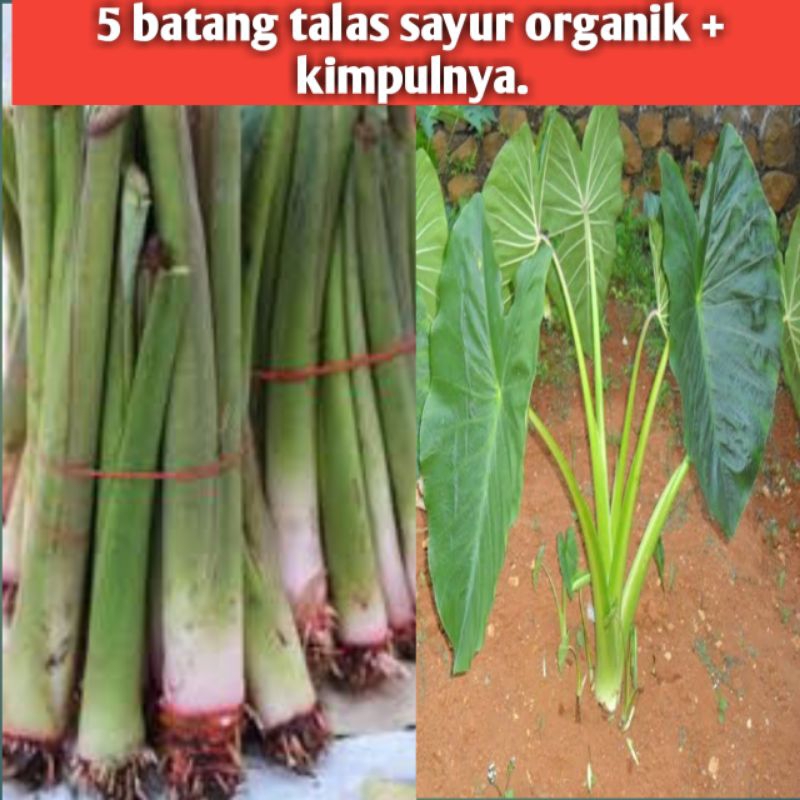 

5 BATANG TALAS SAYUR/LOMPONG ORGANIK