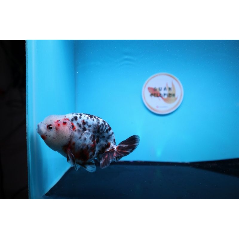 Ikan Mas Koki Lionchu Size 12 cm. g13