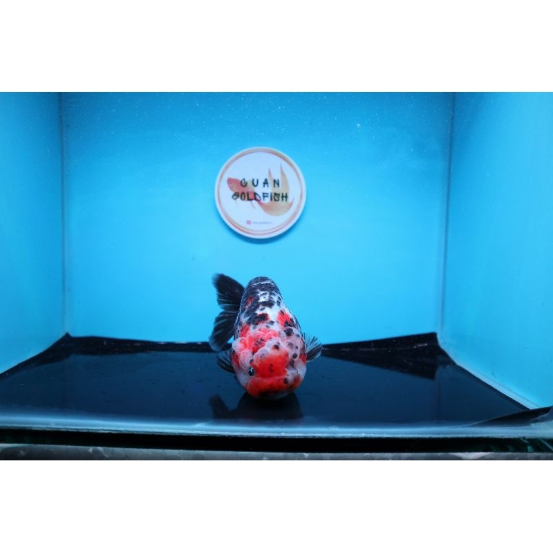 Ikan Mas Koki Lionchu Size 12 cm. g15