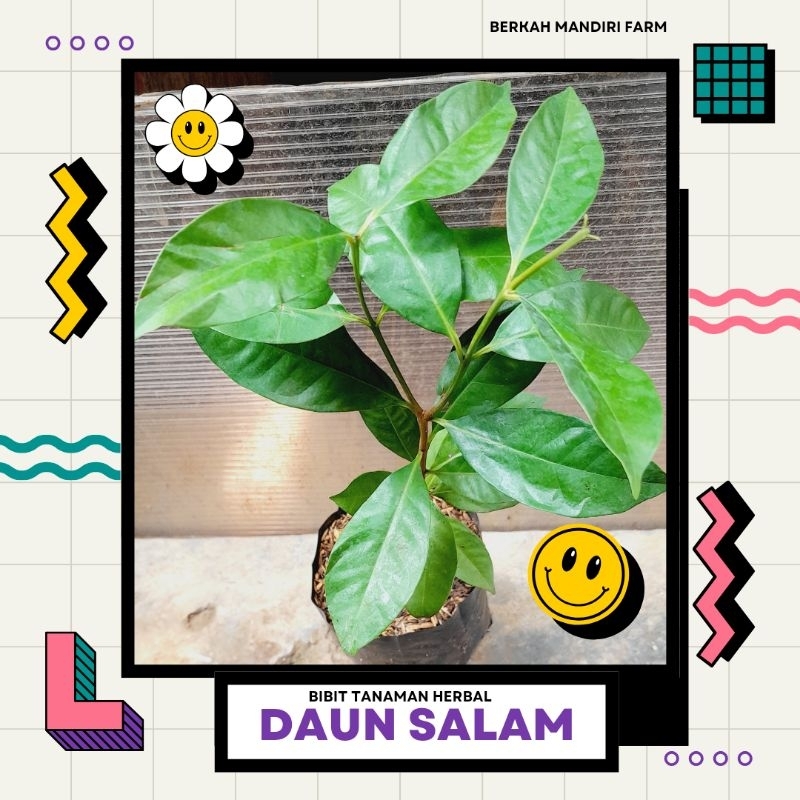 Daun Salam - Bibit Tanaman Daun Salam