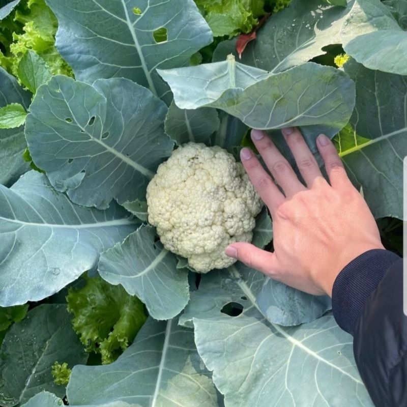

Bunga / Kembang Kol Segar 500 Gram