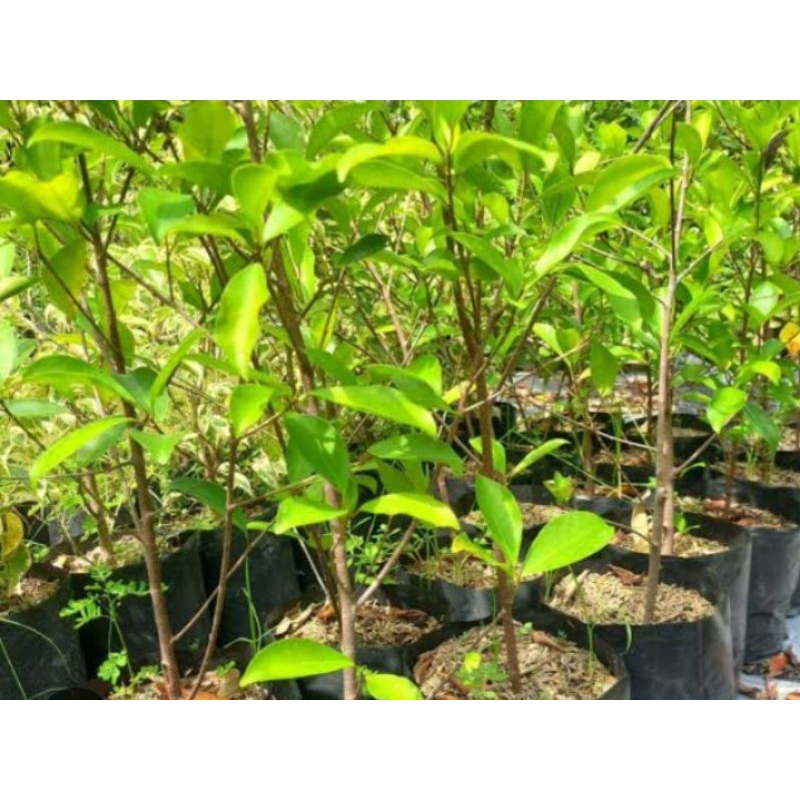 Iprik - preh - bahan bonsai iprik