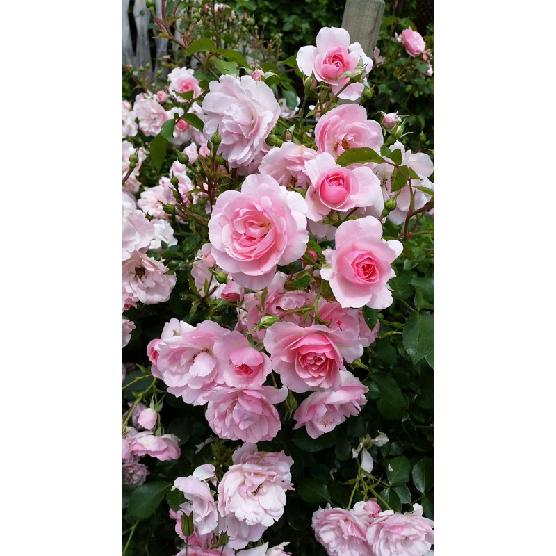 mawar import rosario