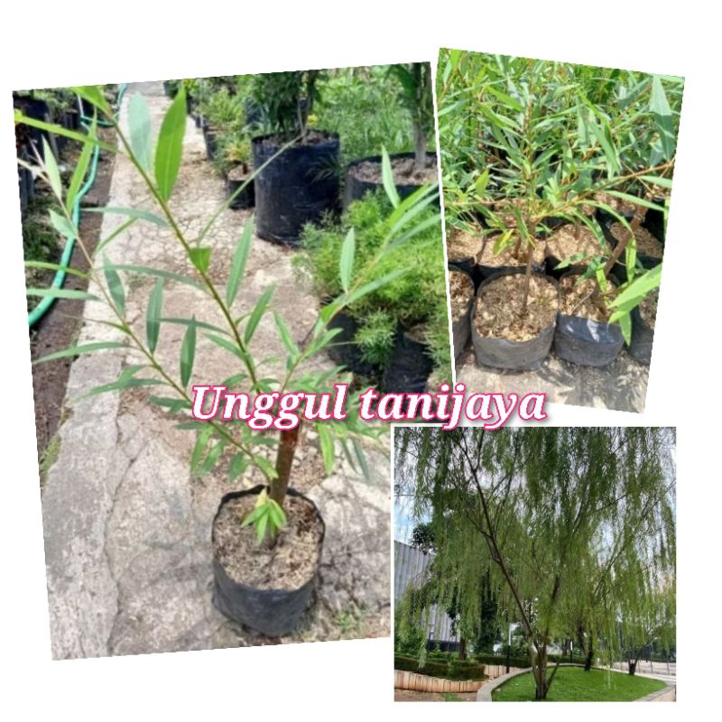 Bibit Tanaman Pohon Liang Liu