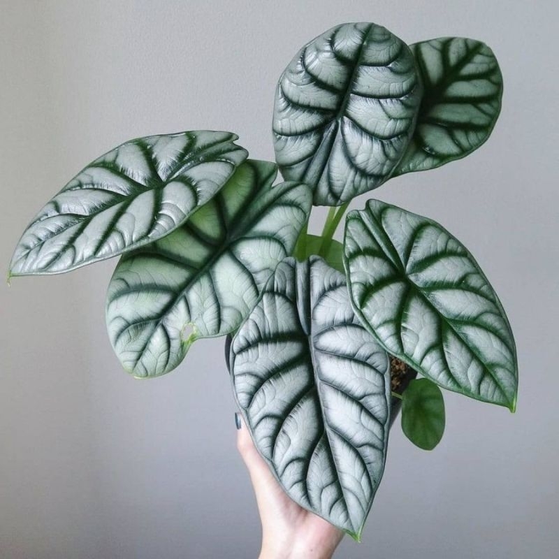 alocasia dragon silver keladi tengkorak