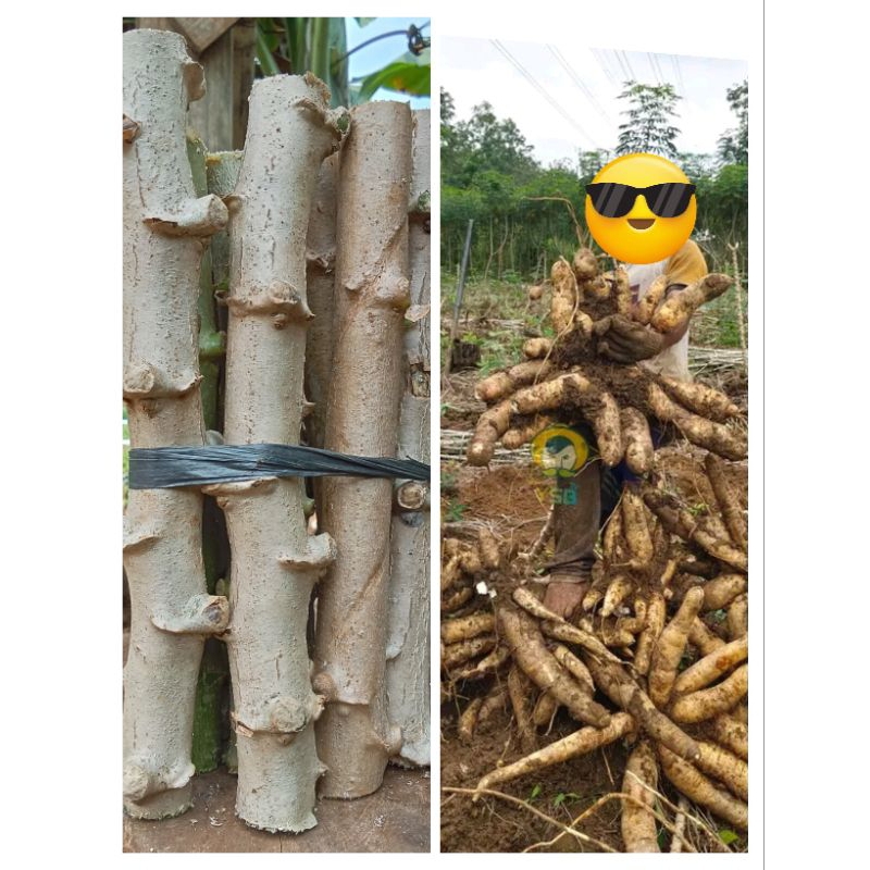 BIBIT POHON SINGKONG THAILAND