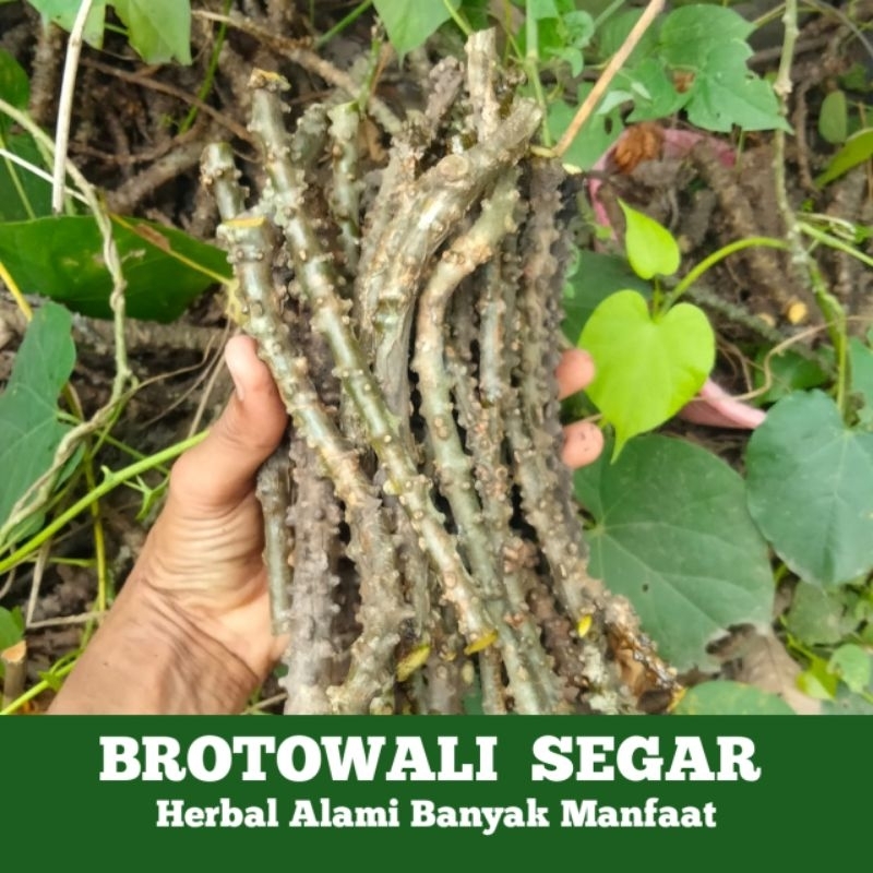 

500gr BROTOWALI, BRATAWALI, PITAWALI, PENAWAR SAMPAI SEGAR