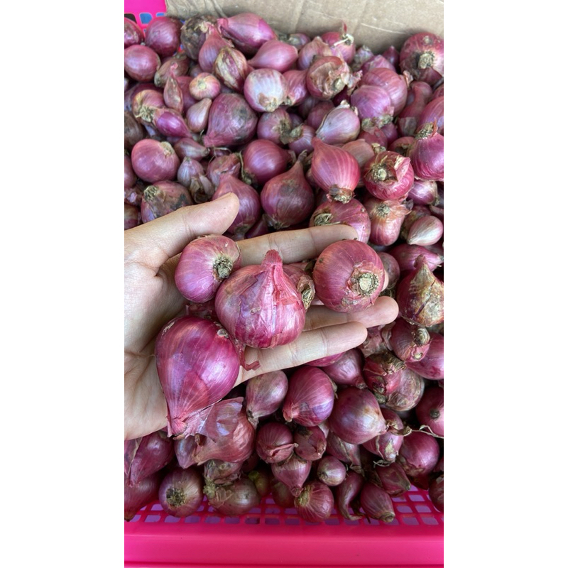 

kardus paking bawang merah murah 1kg