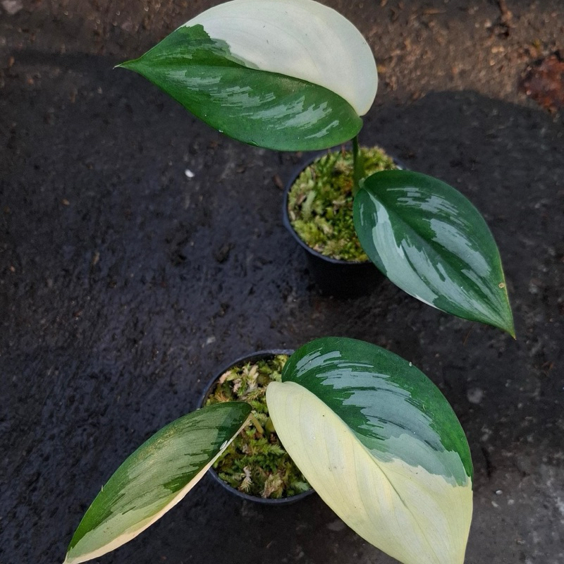 scindapsus officinalis varigata