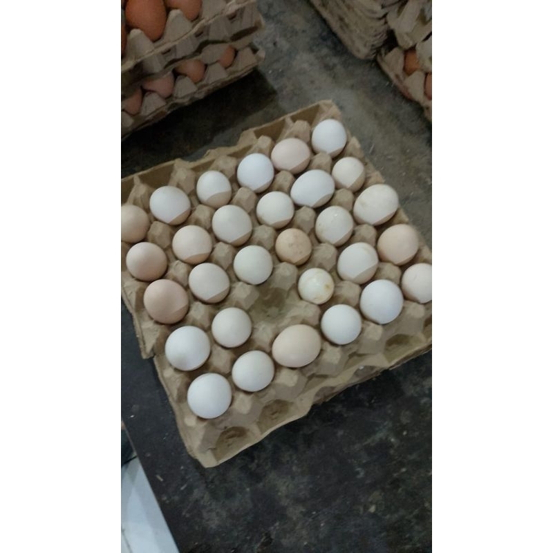 

TELUR KAMPUNG ORI 100% BUKAN ARAB FRESH MEDAN BERKUALITAS