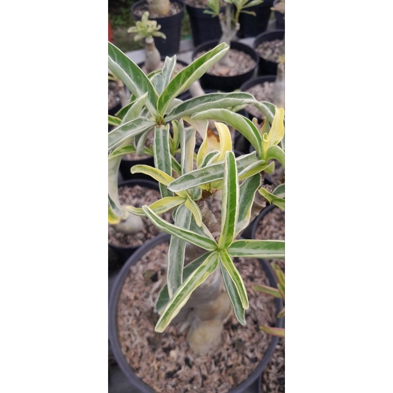 ADENIUM SOMALEN VARIGATA