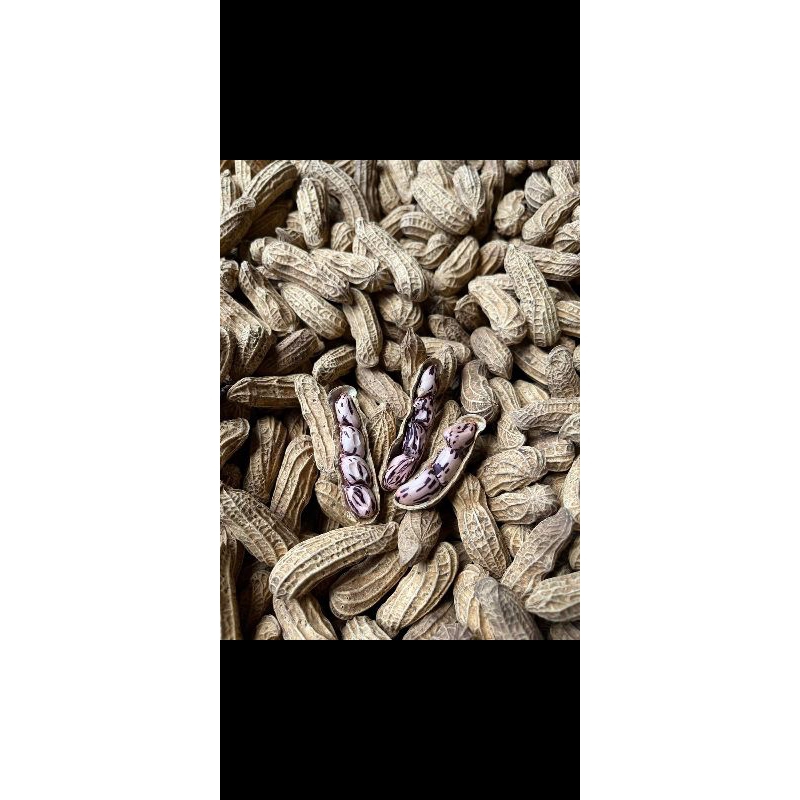

KACANG BATIK KAWANGKOAN