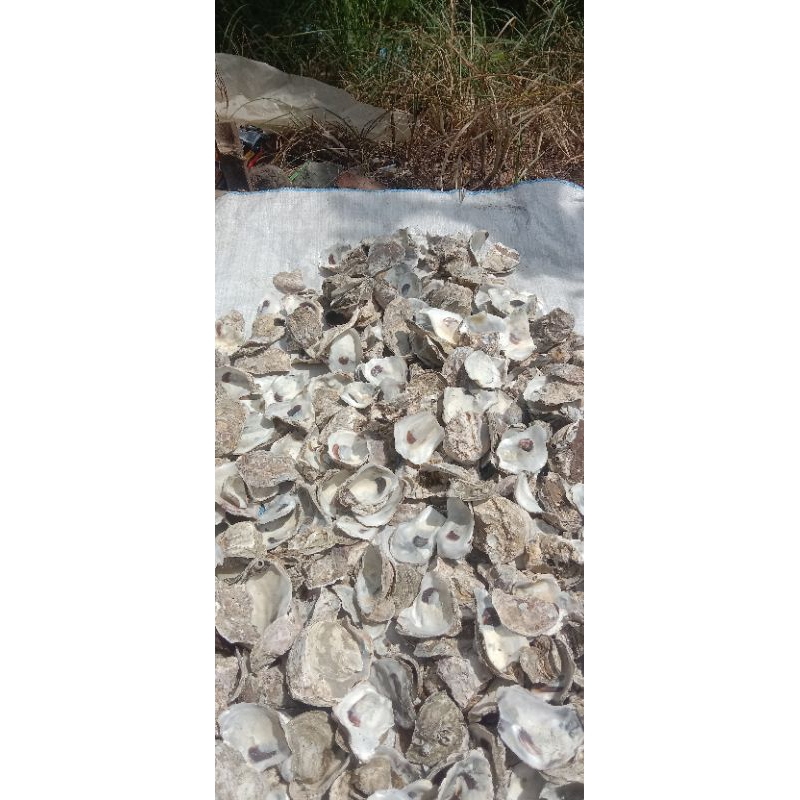 kulit kerang oyster kemasan 1kg