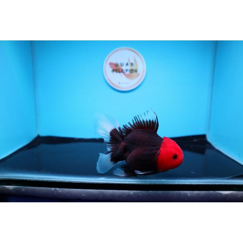 Ikan Mas Koki Oranda Black Tancho Size 10 cm. i6