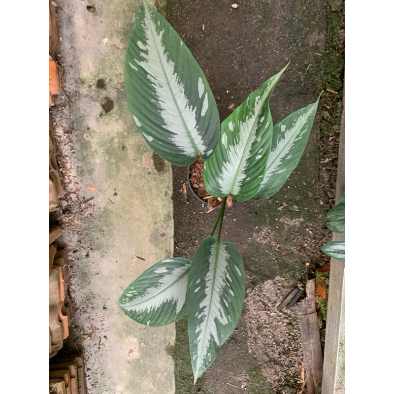 Schismatoglottis species homalomena