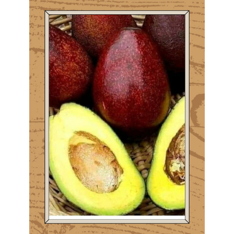 ALPUKAT RED VIETNAM BERBUNGA 100 RIBU