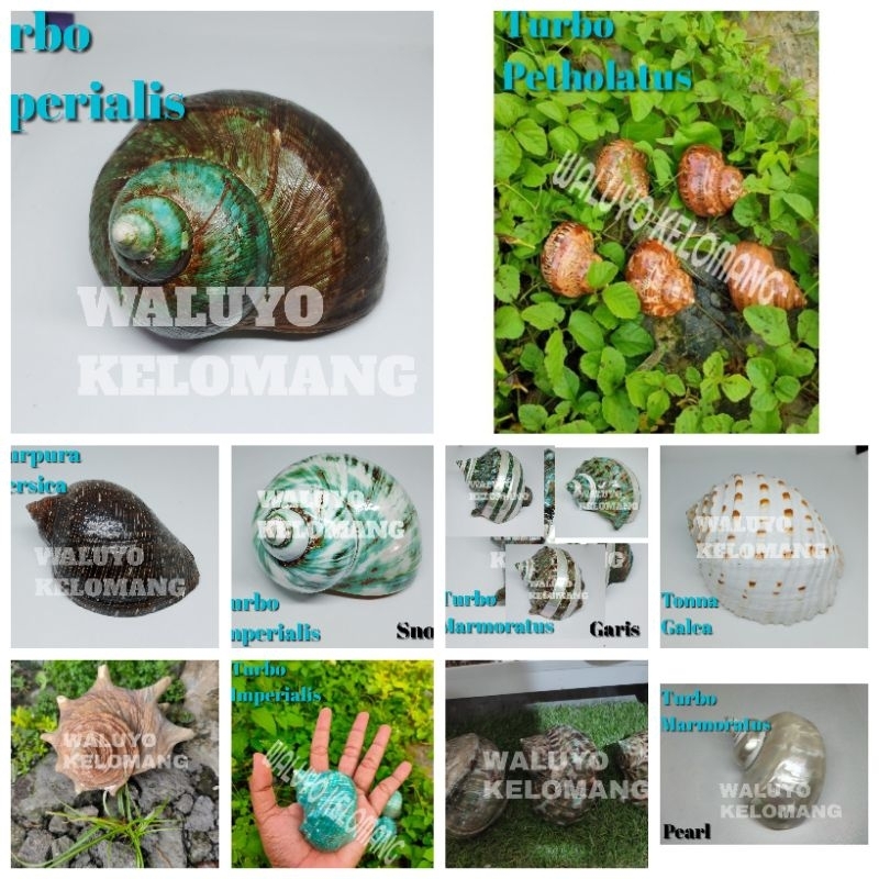 Cangkang Kelomang Size M sampai XXL