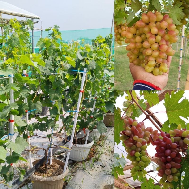 Bibit Anggur Hijau Manis, Bibit Anggur Import Terdekat, Bibit Anggur Import Terbaik