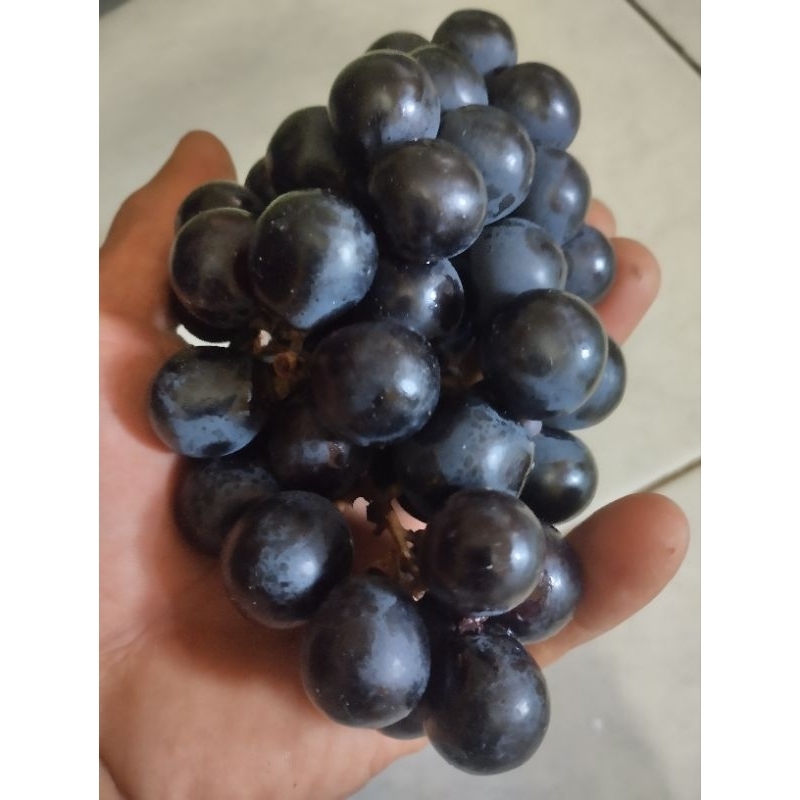 buah anggur bali 1 kg segar