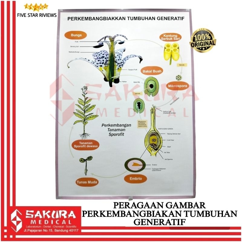 

Peragaan gambar perkembangbiakan tumbuhan generatif