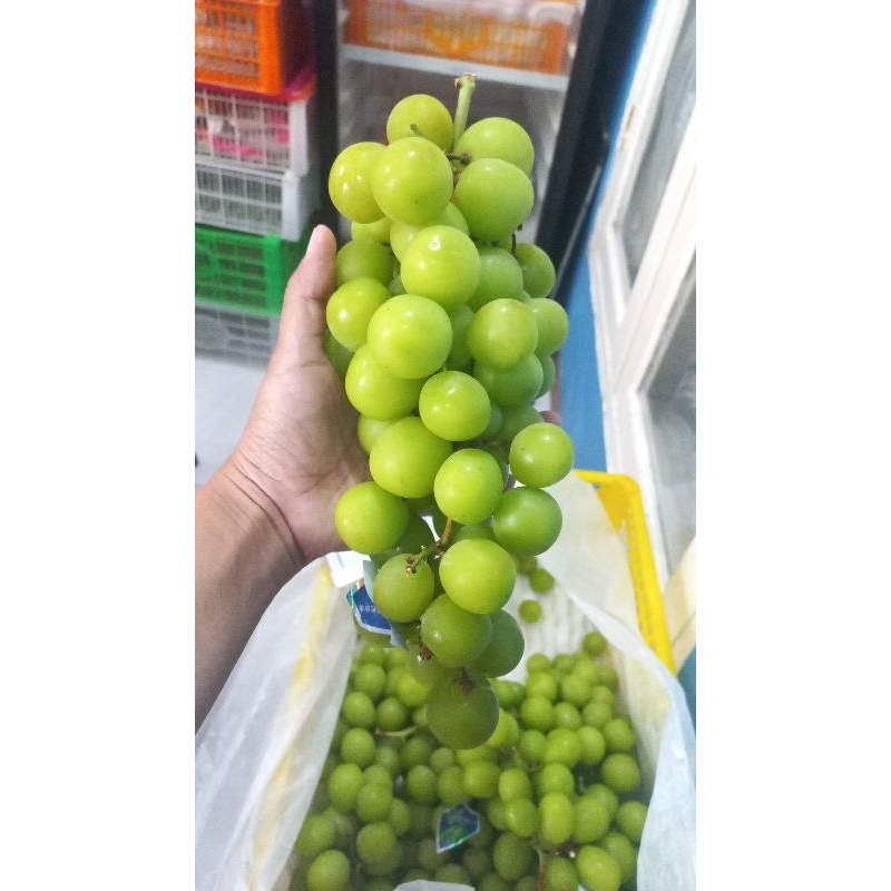 

anggur muscat curah