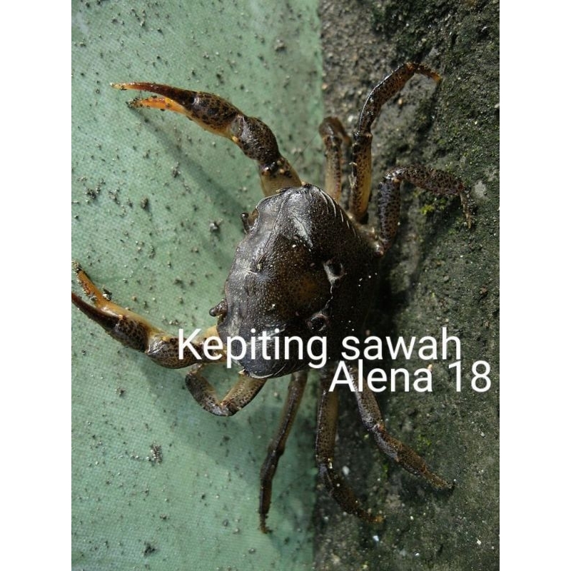 

Kepiting sawah per 12-15 ekor