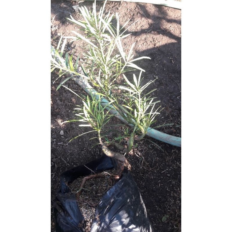 bahan/ bibit bonsai lohansung kapsul meliyuk medium size