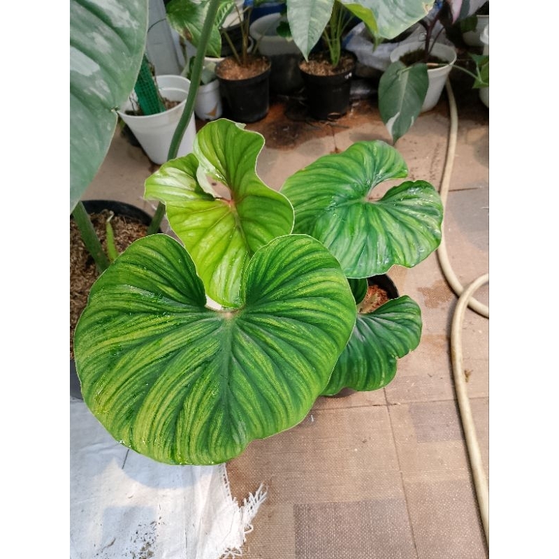 Philodendron Plowmanii Round Form
