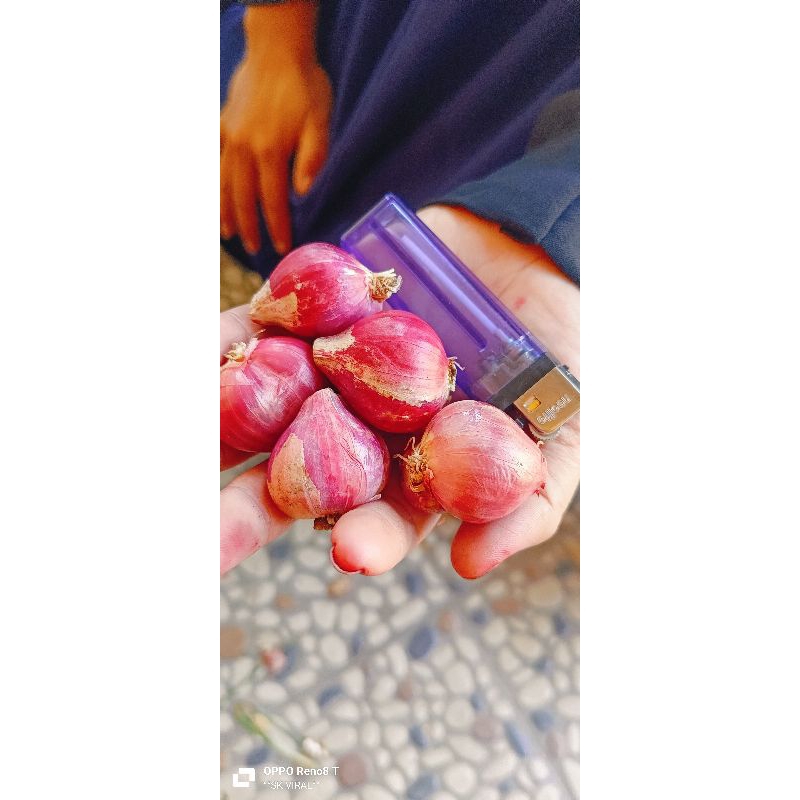 

Bawang merah lokal