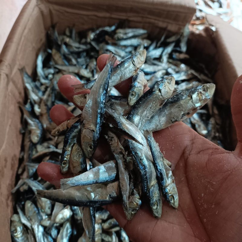 

IKAN ASIN TERI LAYANG / IKAN ASIN TERI LEMET. 1000 gram