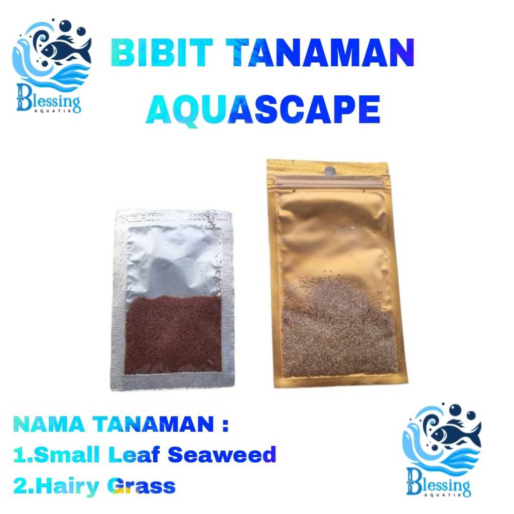 Bibit Tanaman Aquascape Bibit Hairy grass & Bibit SLS