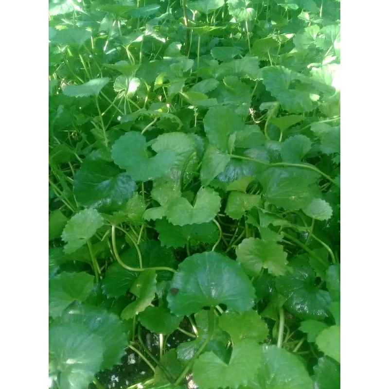 

Daun pegangan segar 1kg